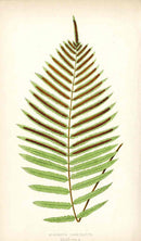 Lowe Antique Colored Fern Print Blechnum serrulatum - Panteek Antique Prints