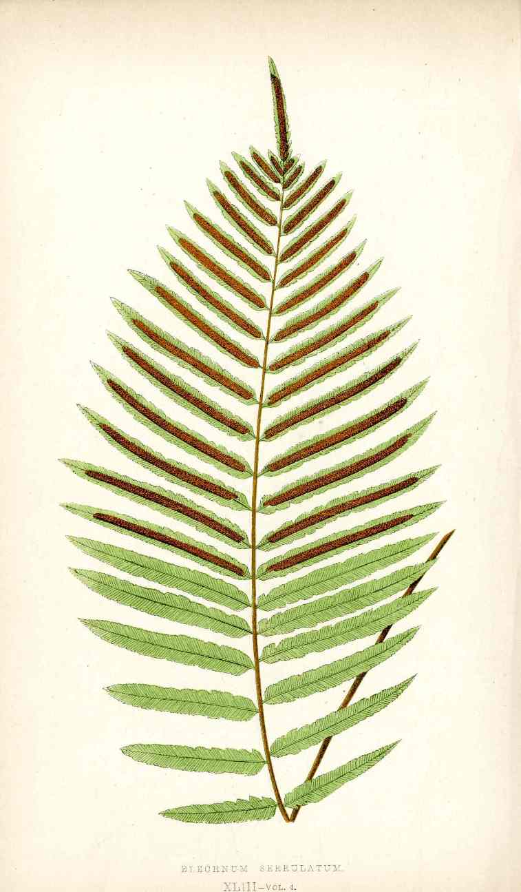 Lowe Antique Colored Fern Print Blechnum serrulatum