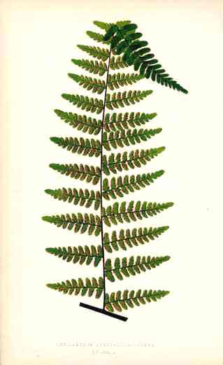 Lowe Antique Colored Fern Print Cheilanthes