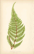 Lowe Antique Colored Fern Print Cheilanthes lendigera - Panteek Antique Prints