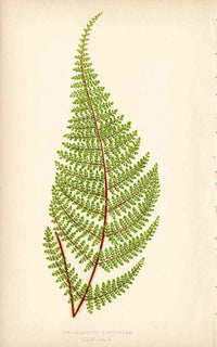 Lowe Antique Colored Fern Print Cheilanthes lendigera - Panteek Antique Prints