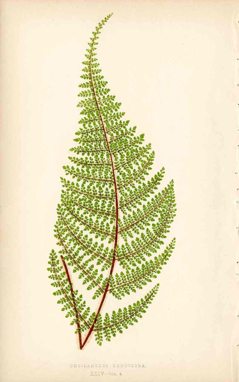Lowe Antique Colored Fern Print Cheilanthes lendigera