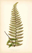 Lowe Antique Colored Fern Print Cheilanthes Micromera - Panteek Antique Prints