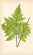 Lowe Antique Colored Fern Print Cheilanthes viscosa - Panteek Antique Prints
