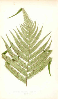 Lowe Antique Colored Fern Print Cibotium schiedei - Panteek Antique Prints