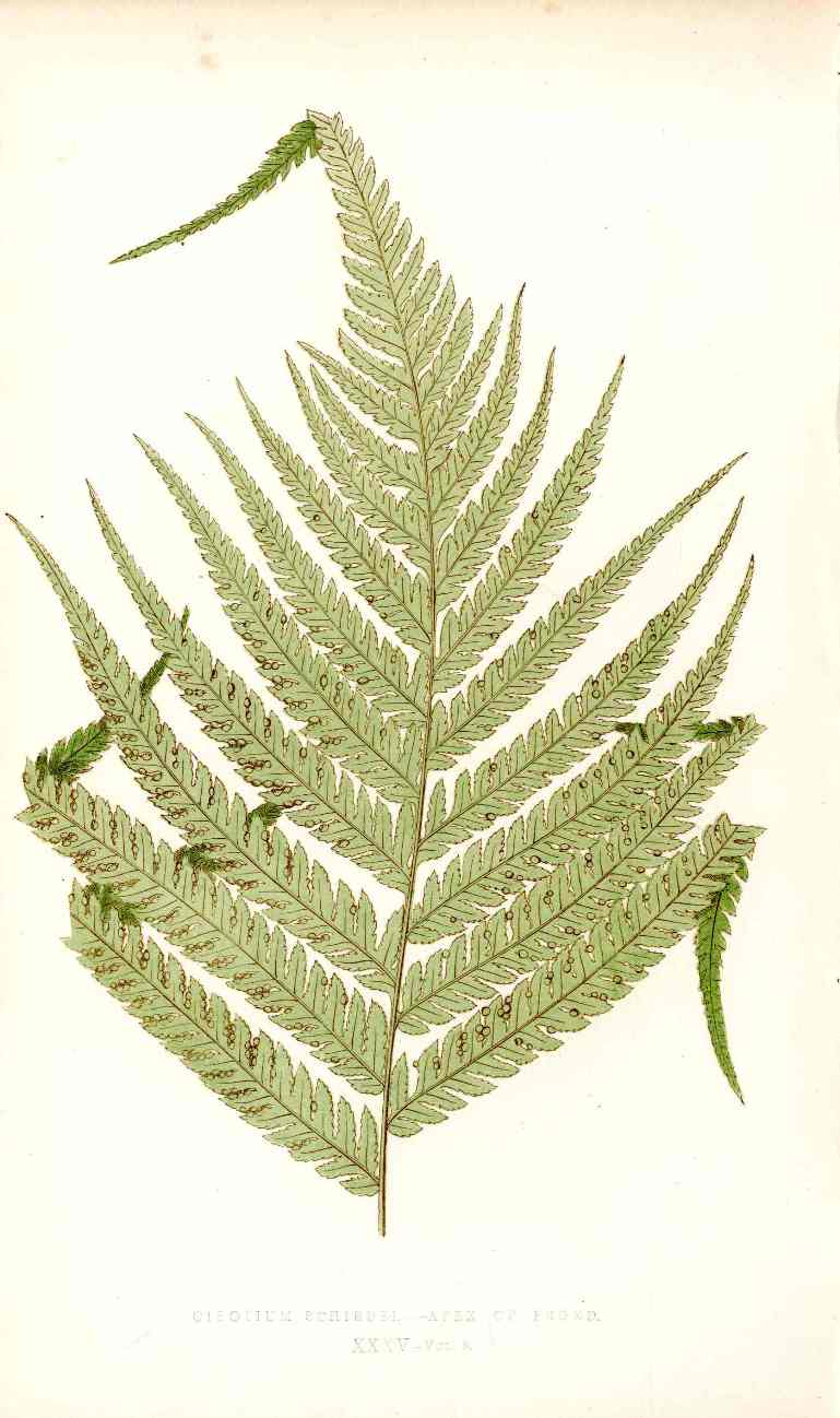 Lowe Antique Colored Fern Print Cibotium schiedei