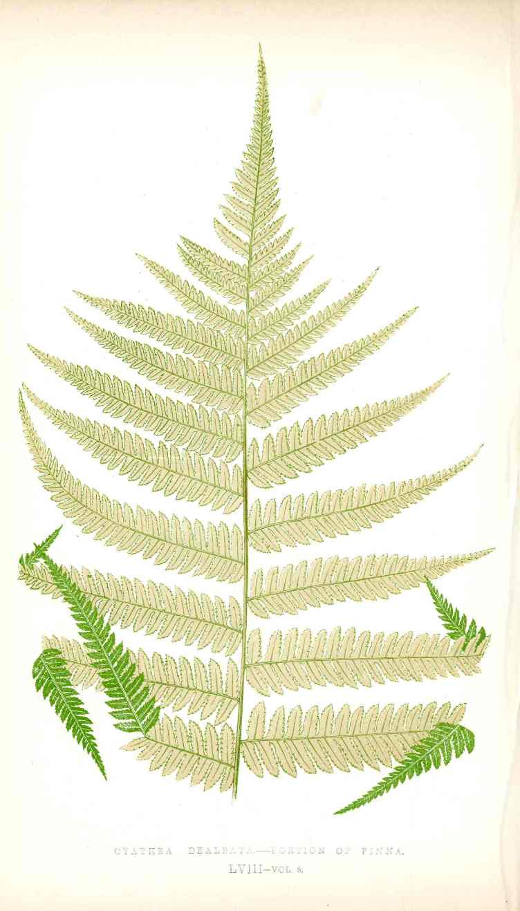 Lowe Antique Colored Fern Print Cyathea dealbata