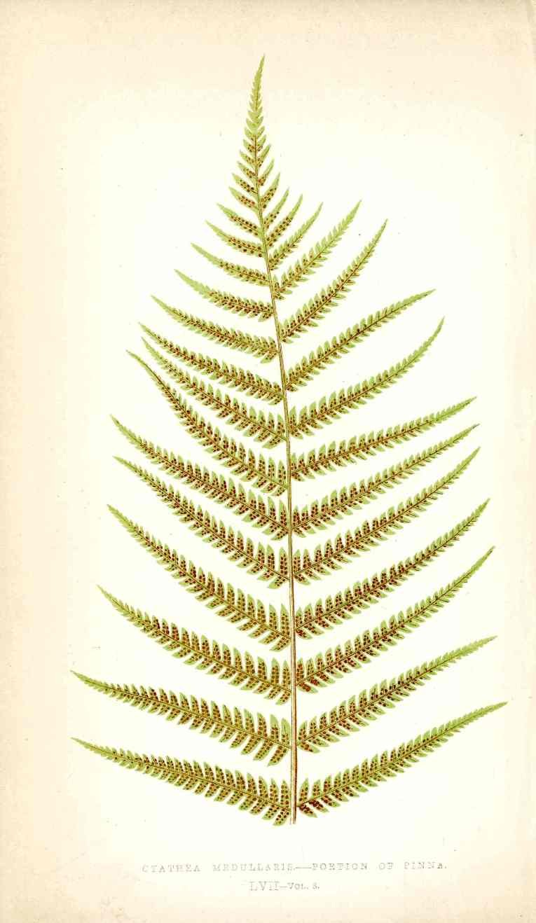 Lowe Antique Colored Fern Print Cyathea medullaris