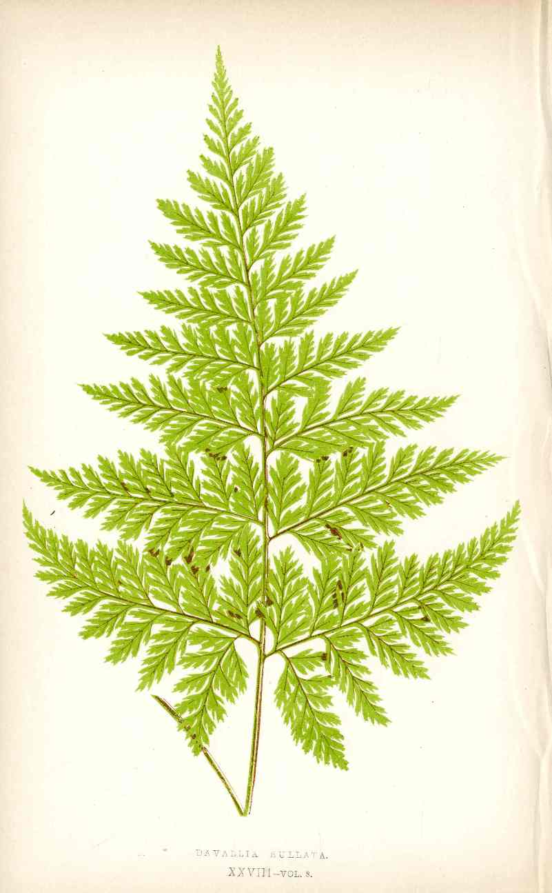 Lowe Antique Colored Fern Print Davallia bullata