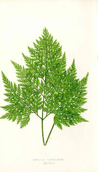 Lowe Antique Colored Fern Print Davallia Canariensis - Panteek Antique Prints
