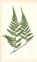 Lowe Antique Colored Fern Print Davallia dissecta - Panteek Antique Prints