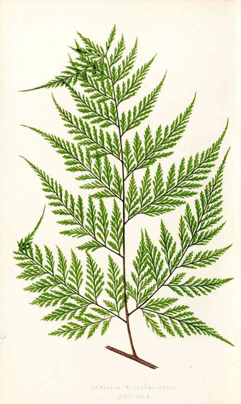 Lowe Antique Colored Fern Print Davallia elegans