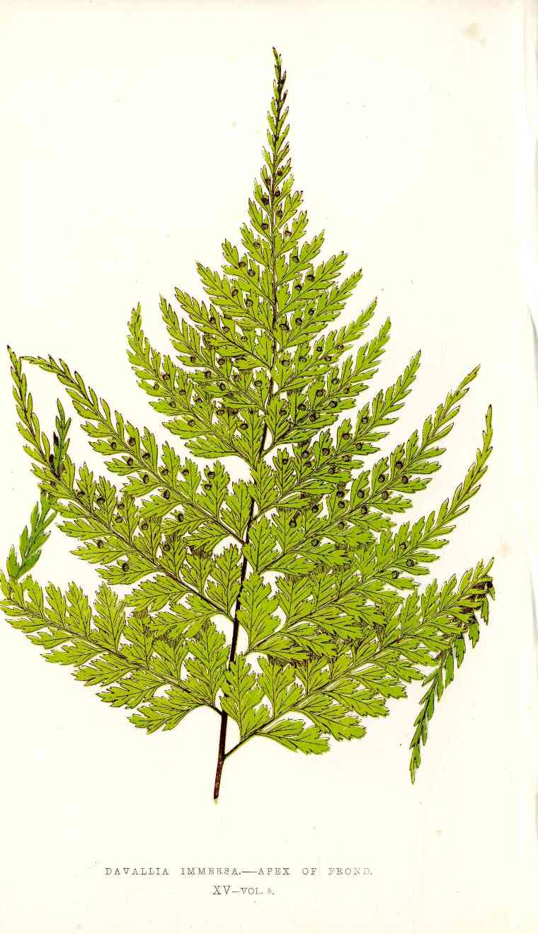 Lowe Antique Colored Fern Print Davallia immersa