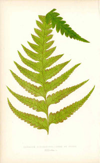 Lowe Antique Colored Fern Print Davallia lonchitidea - Panteek Antique Prints