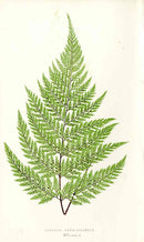Lowe Antique Colored Fern Print Davallia novae-zelandiae - Panteek Antique Prints