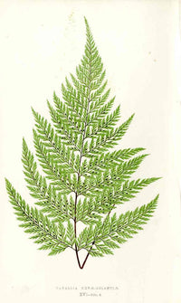 Lowe Antique Colored Fern Print Davallia novae-zelandiae - Panteek Antique Prints