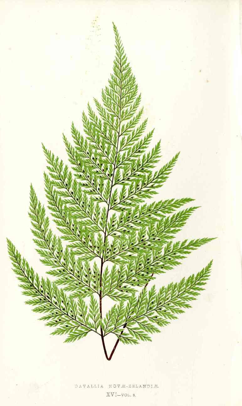 Lowe Antique Colored Fern Print Davallia novae-zelandiae