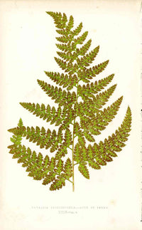 Lowe Antique Colored Fern Print Davallia trichosticha - Panteek Antique Prints