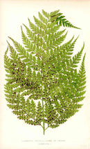 Lowe Antique Colored Fern Print Dicksonia culcita - Panteek Antique Prints