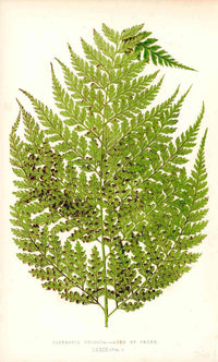 Lowe Antique Colored Fern Print Dicksonia culcita - Panteek Antique Prints
