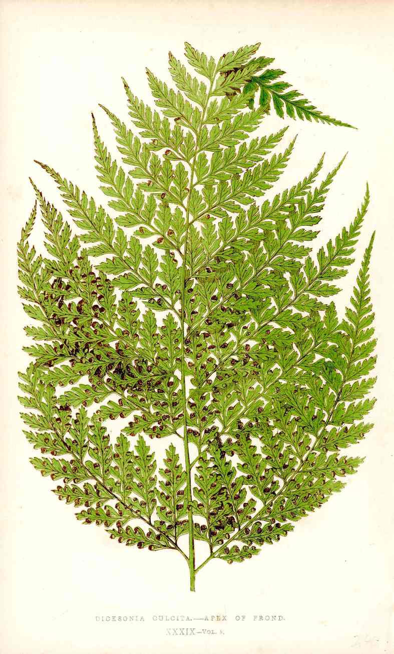 Lowe Antique Colored Fern Print Dicksonia culcita