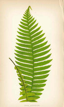 Lowe Antique Colored Fern Print Doodia blechnoides - Panteek Antique Prints