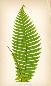 Lowe Antique Colored Fern Print Doodia blechnoides - Panteek Antique Prints
