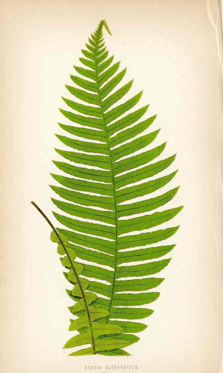 Lowe Antique Colored Fern Print Doodia blechnoides