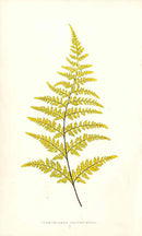 Lowe Antique Colored Fern Print Gymnogramma Chrysophylla - Panteek Antique Prints