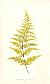 Lowe Antique Colored Fern Print Gymnogramma Chrysophylla - Panteek Antique Prints