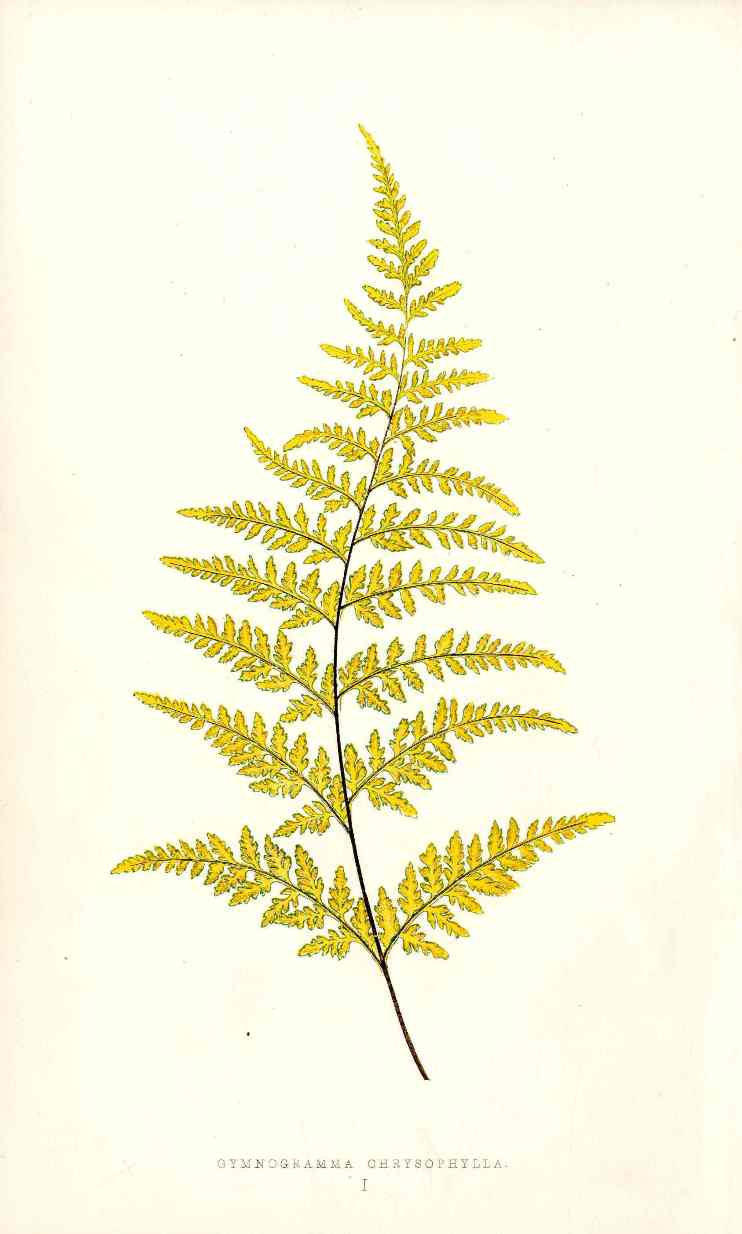 Lowe Antique Colored Fern Print Gymnogramma Chrysophylla