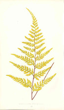 Lowe Antique Colored Fern Print Gymnogramma L'herminieri - Panteek Antique Prints