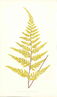 Lowe Antique Colored Fern Print Gymnogramma L'herminieri - Panteek Antique Prints