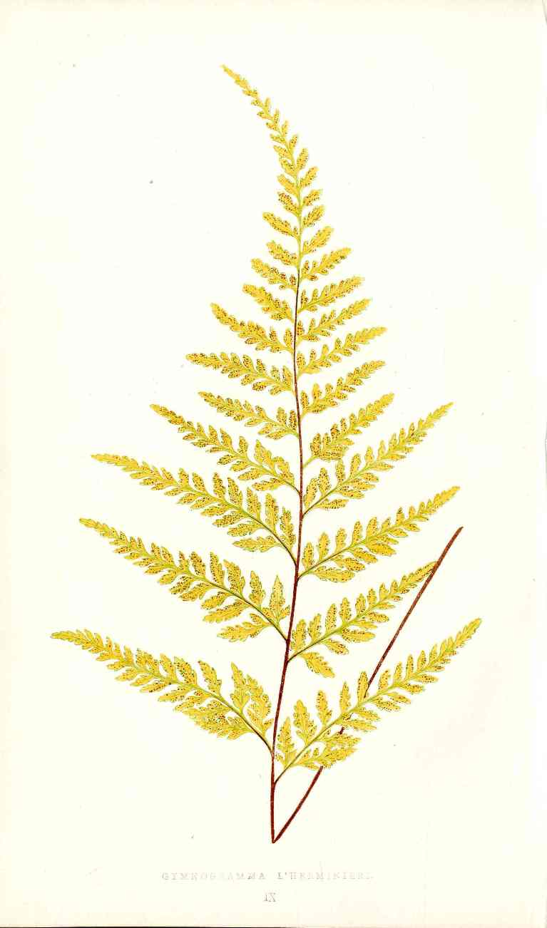 Lowe Antique Colored Fern Print Gymnogramma L'herminieri