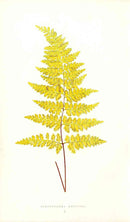 Lowe Antique Colored Fern Print Gymnogramma Maetensii - Panteek Antique Prints