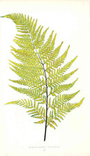 Lowe Antique Colored Fern Print Gymnogramma Ochracta - Panteek Antique Prints