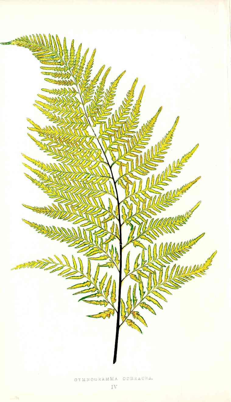 Lowe Antique Colored Fern Print Gymnogramma Ochracta
