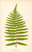 Lowe Antique Colored Fern Print Gymnogramma villosa - Panteek Antique Prints