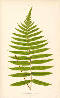 Lowe Antique Colored Fern Print Gymnogramma villosa - Panteek Antique Prints