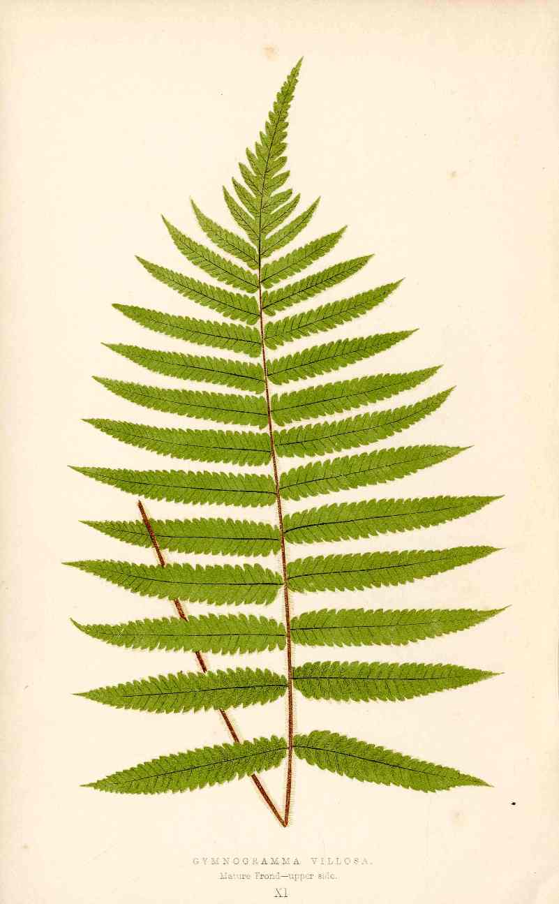 Lowe Antique Colored Fern Print Gymnogramma villosa