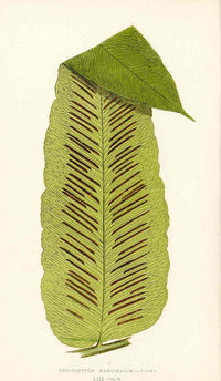 Lowe Antique Colored Fern Print Hemidictyum marginatum - Panteek Antique Prints