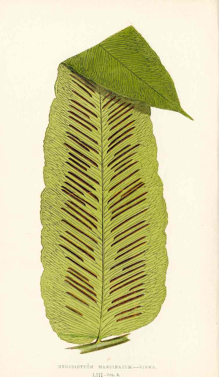 Lowe Antique Colored Fern Print Hemidictyum marginatum