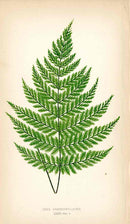 Lowe Antique Colored Fern Print Iodea Hymenophylloides - Panteek Antique Prints