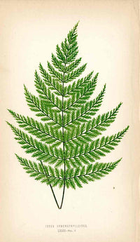 Lowe Antique Colored Fern Print Iodea Hymenophylloides - Panteek Antique Prints
