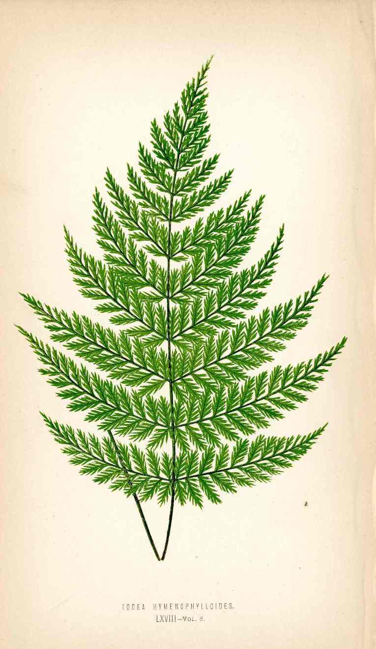 Lowe Antique Colored Fern Print Iodea Hymenophylloides