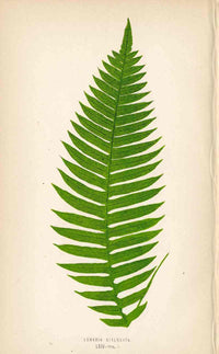 Lowe Antique Colored Fern Print Lomaria attenuata - Panteek Antique Prints