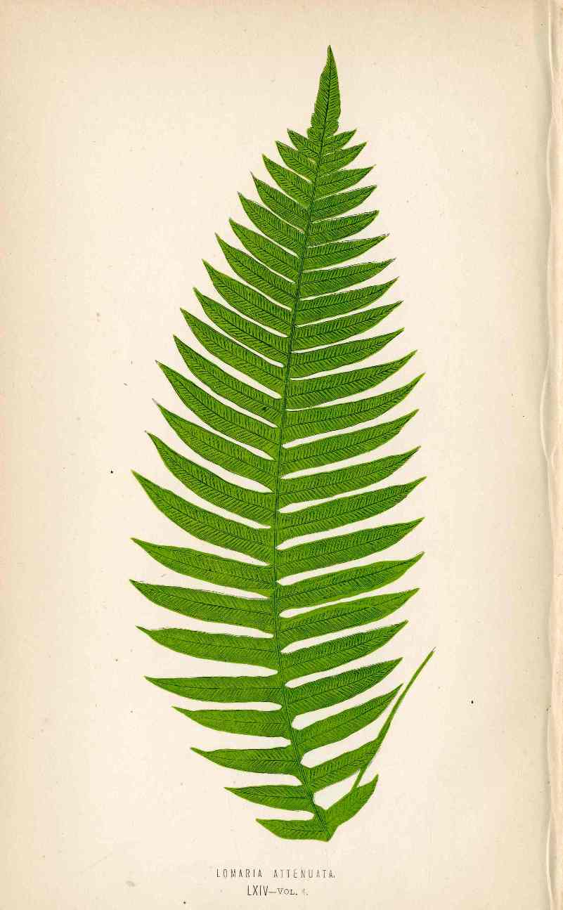 Lowe Antique Colored Fern Print Lomaria attenuata
