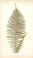 Lowe Antique Colored Fern Print Lomaria australis - Panteek Antique Prints