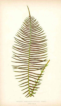 Lowe Antique Colored Fern Print Lomaria australis - Panteek Antique Prints