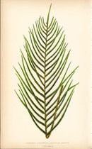 Lowe Antique Colored Fern Print Lomaria capensis - Panteek Antique Prints